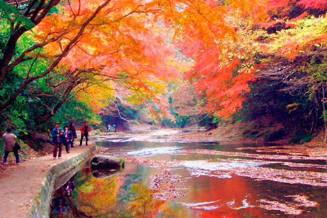 晩秋の燃えるような紅葉を見に行こう