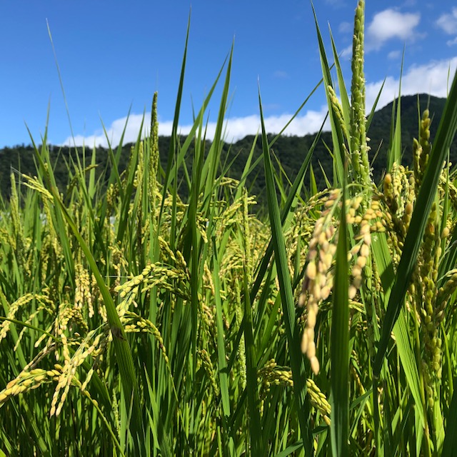 <p>秋の気配。</p>
<p>稲が頭をたれ、風情溢れる雰囲気が最高。</p>
<p>心地よい風が、たまらない。</p>