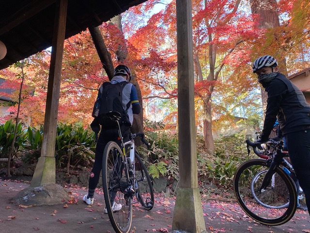 今年の紅葉はラストチャンスの12月1週目をねらって多摩湖へ！