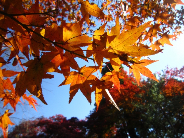 紅葉の季節