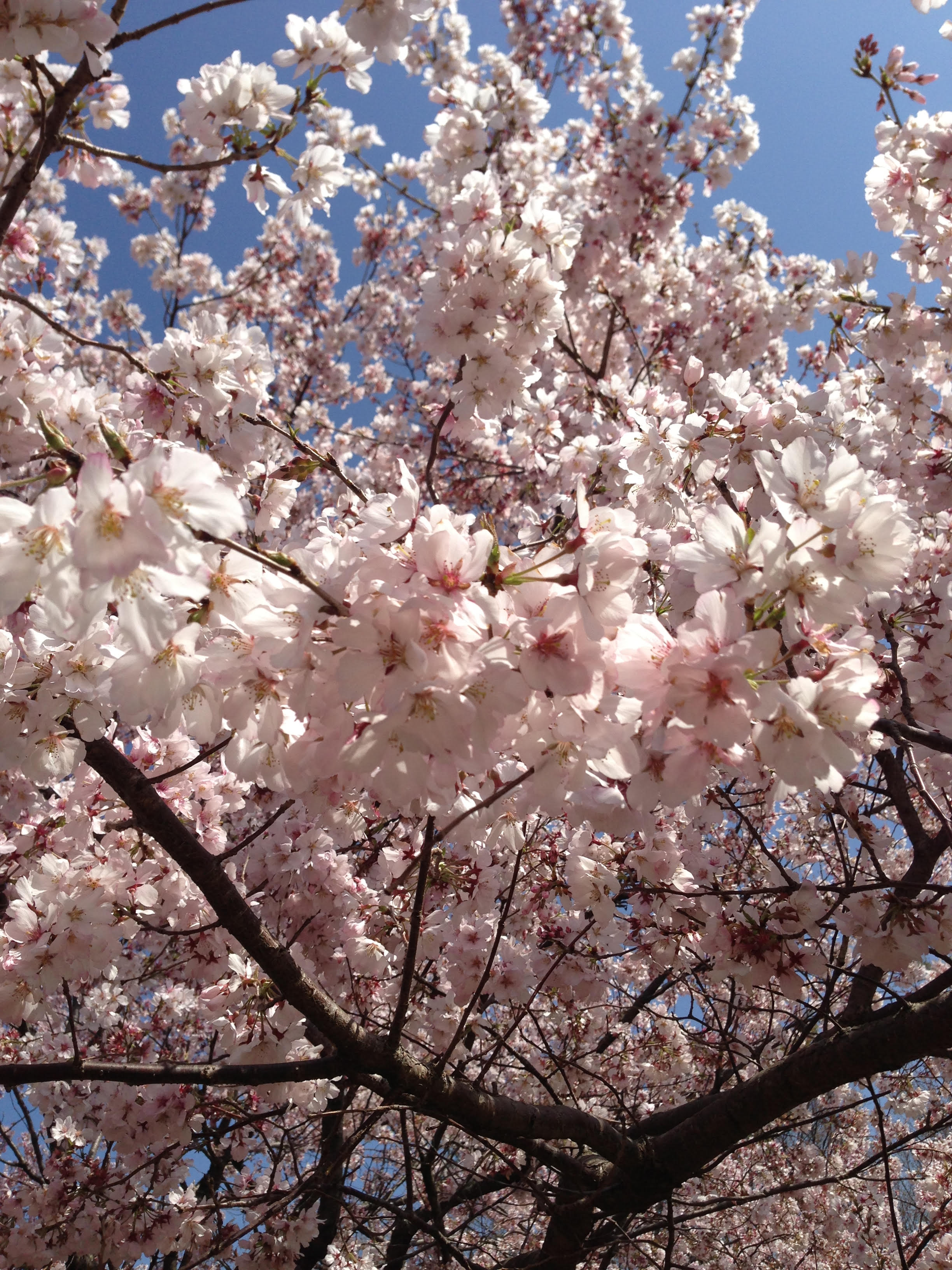 桜の季節