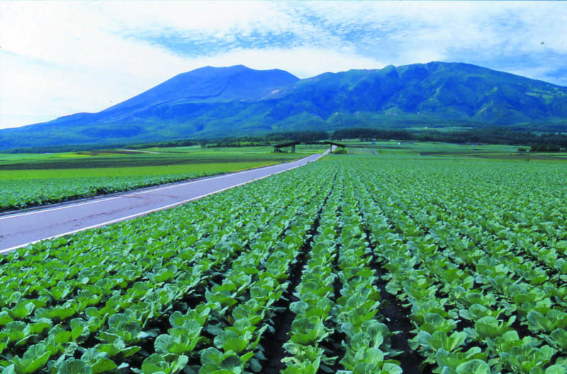 <p>この景色を見せたかった!</p>
<p>しかし、キャベツシーズンはもう終わり。</p>
<p>群馬県嬬恋村のこのキャベツは絶品です。</p>
<p>朝採れキャベツなんて、そのまま食べちゃうくらいみずみずしいおいしさ。</p>
<p>オフシーズンですが、そんな信号のない道を気持ちよく進みましょう!</p>