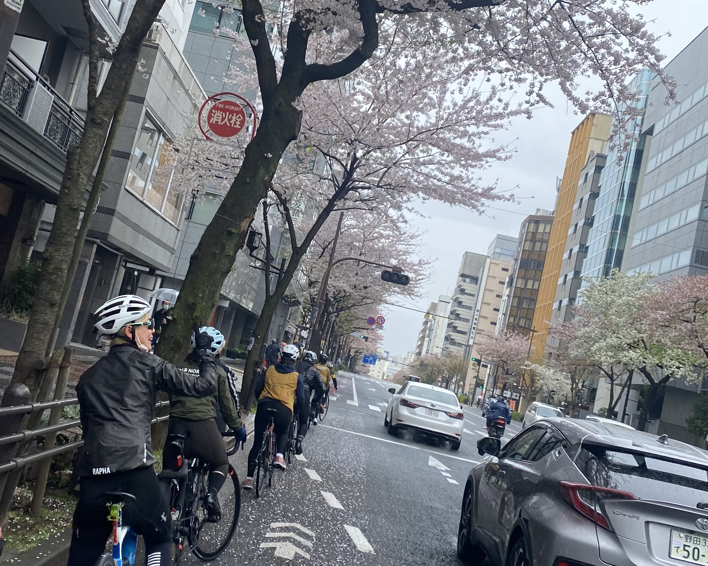 4月のお花見シリーズ第一弾のサイクリング！