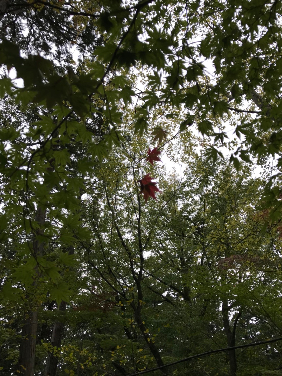 秋の多摩湖、紅葉を見に行きましょう!
